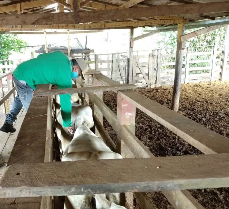 Começa a última etapa de vacinação contra a febre aftosa no Maranhão