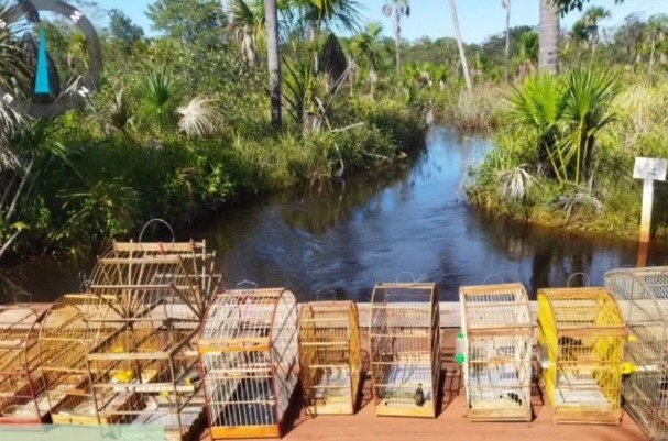 Operação prende nove pessoas por crimes ambientais no Maranhão
